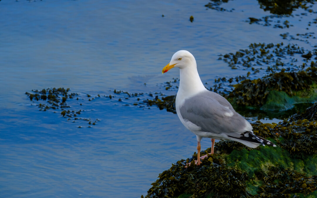 Comptage ornithologique en baie de Saint-Brieuc