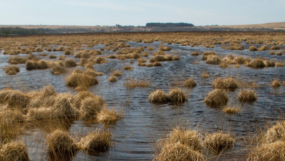 Sortie « A la découverte de la Réserve naturelle du Venec »