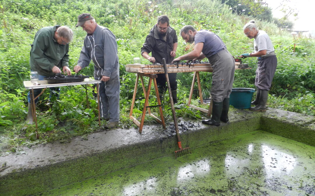 Restauration de lavoirs et fontaines en faveur de la biodiversité