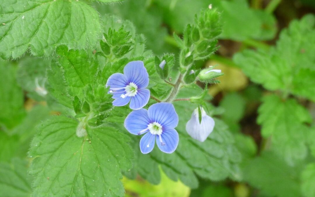 Sortie « La vie secrète des fleurs champêtres »