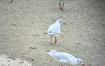 Les laridés : des oiseaux bagués dans la baie !