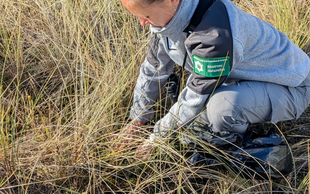 Bilan annuel de l’arrachage du Séneçon du Cap sur la Réserve naturelle de la baie de Saint-Brieuc