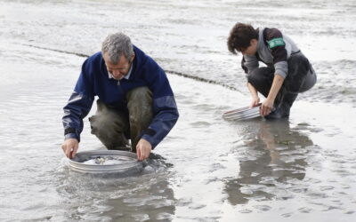 Suivi de la faune du sable sur la réserve naturelle nationale de la baie de Saint-Brieuc