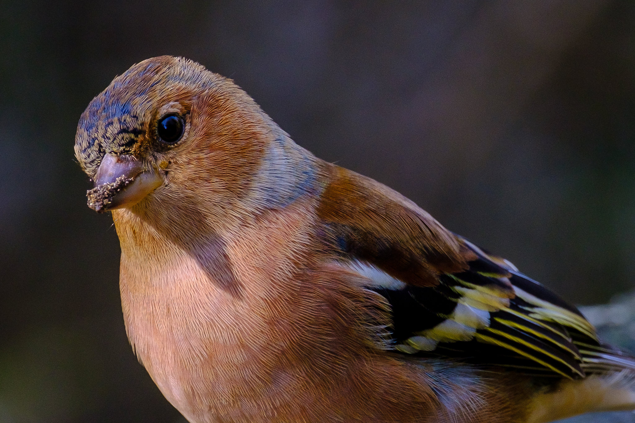 Rencontres d’Ornithologie Bretonne