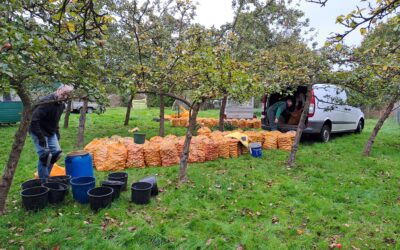 Ramasser des pommes pour préparer Natur’Armor !