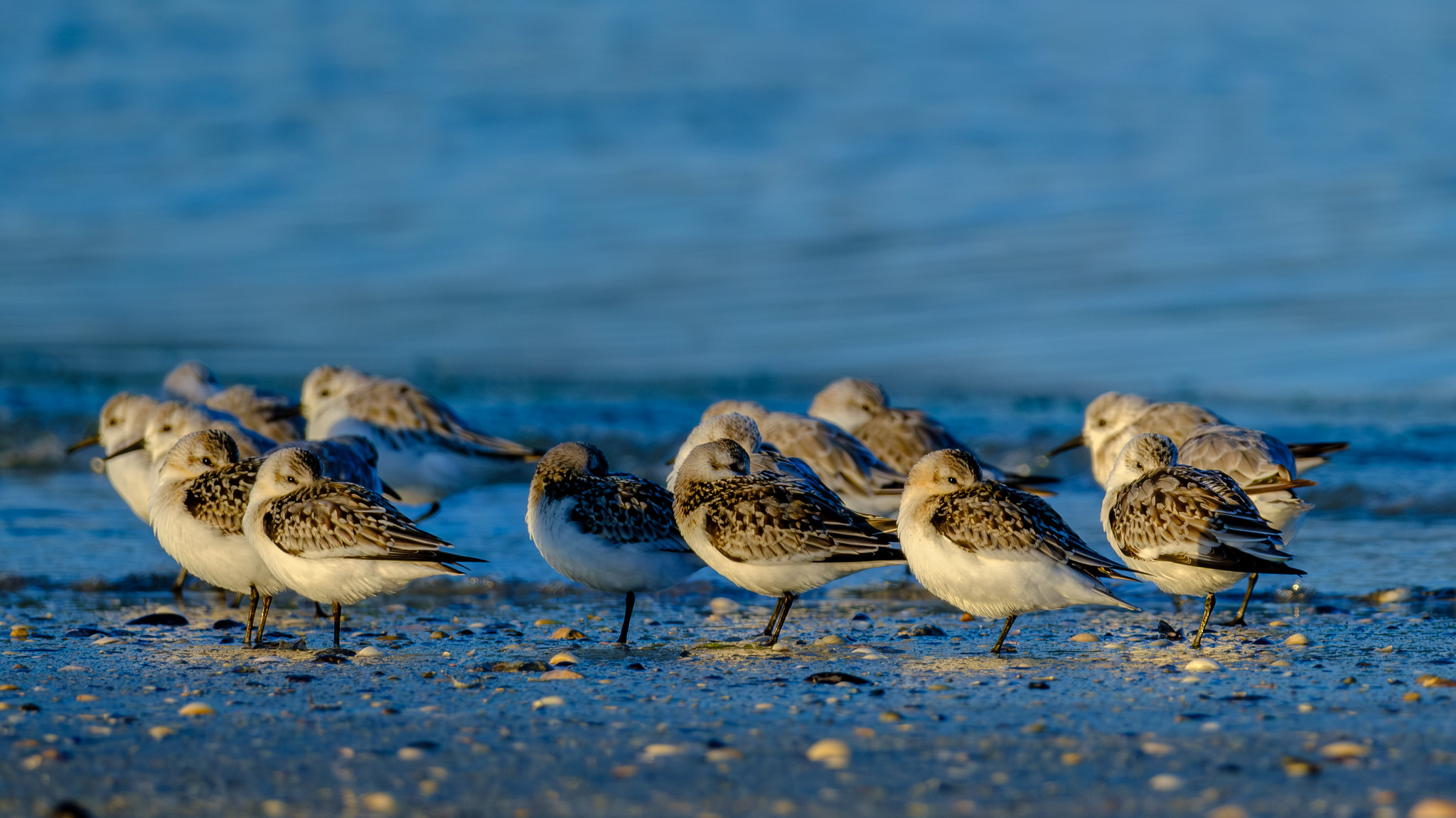 Comptage ornithologique en baie de Saint-Brieuc