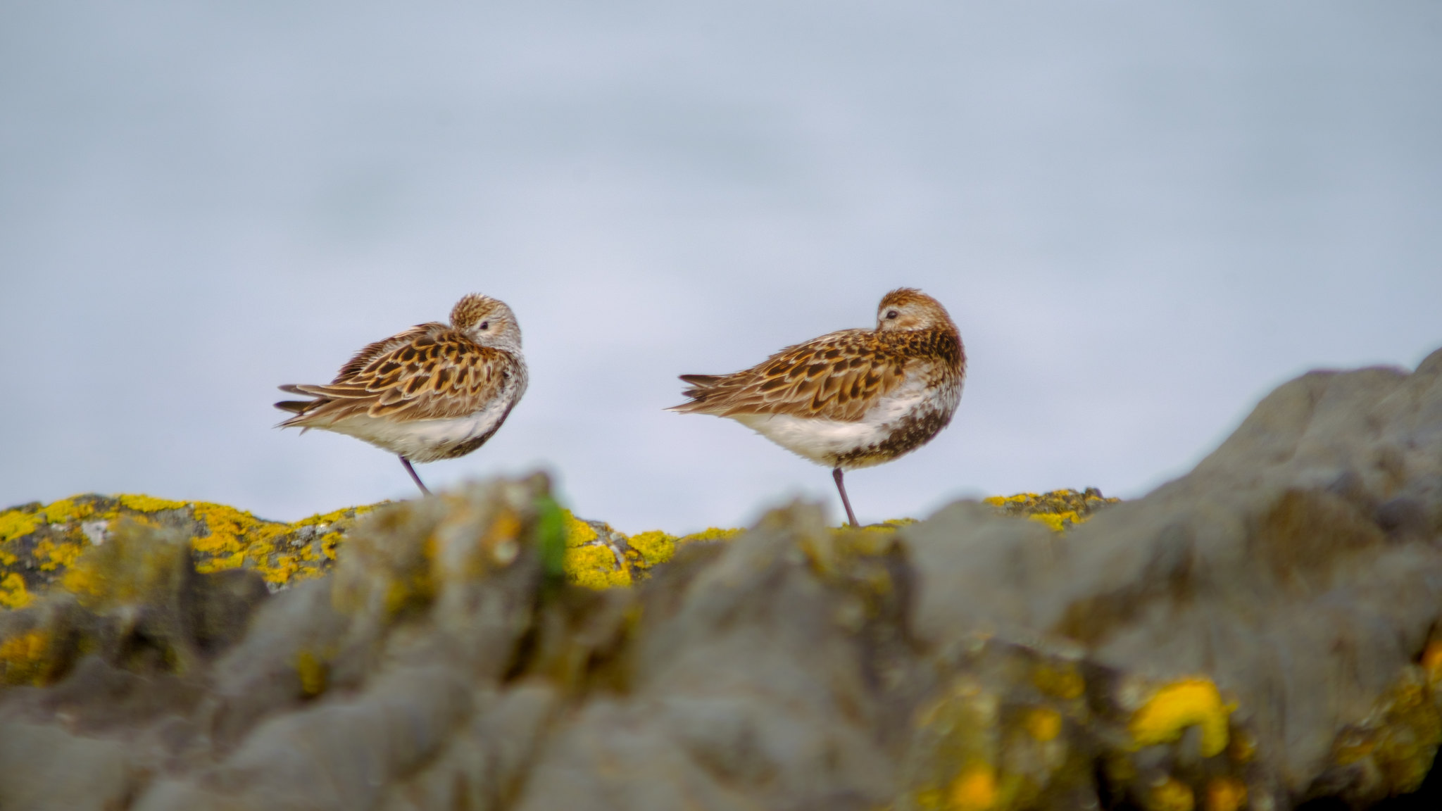 Comptage ornithologique en baie de Saint-Brieuc