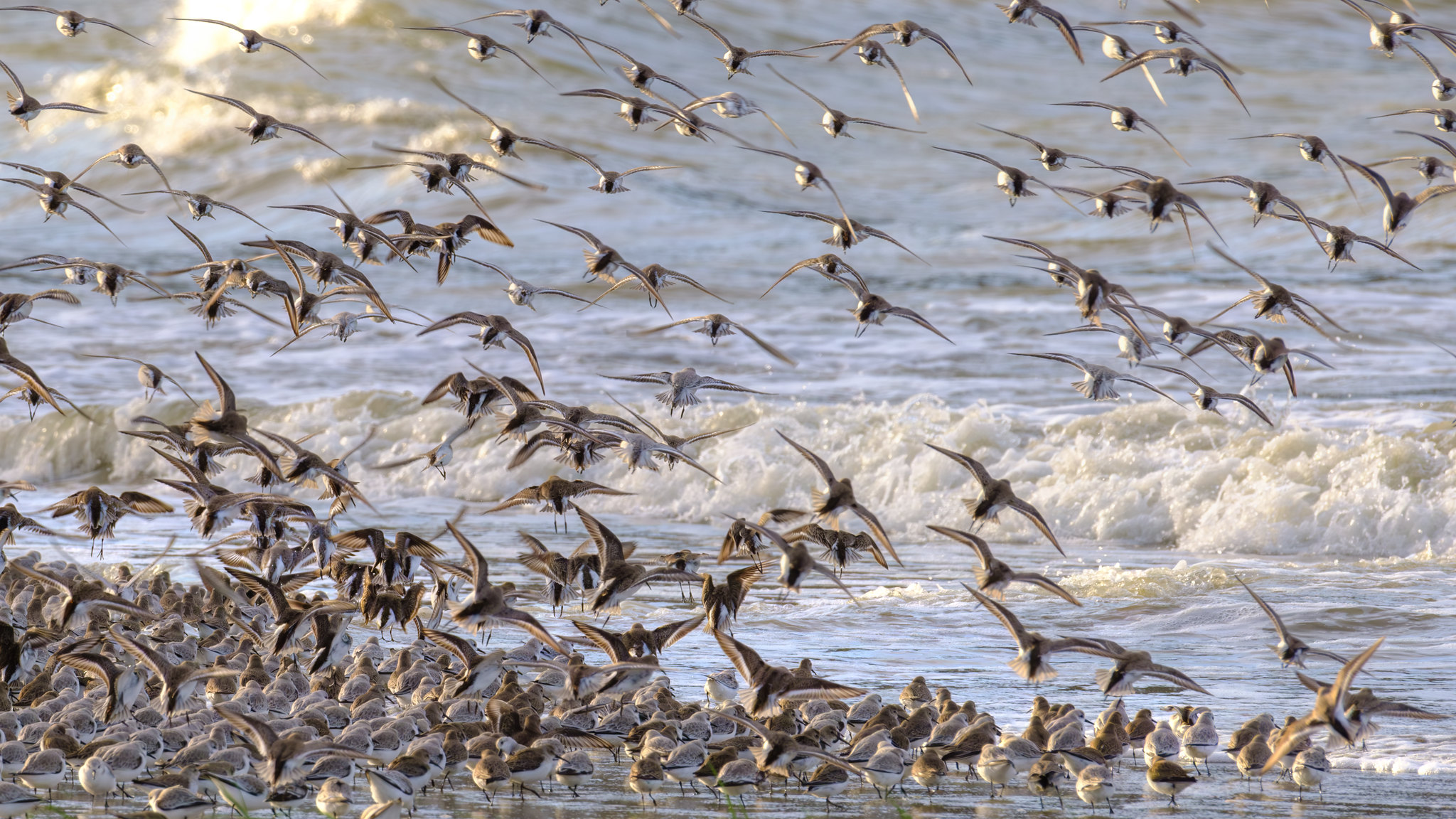 Comptage ornithologique en baie de Saint-Brieuc