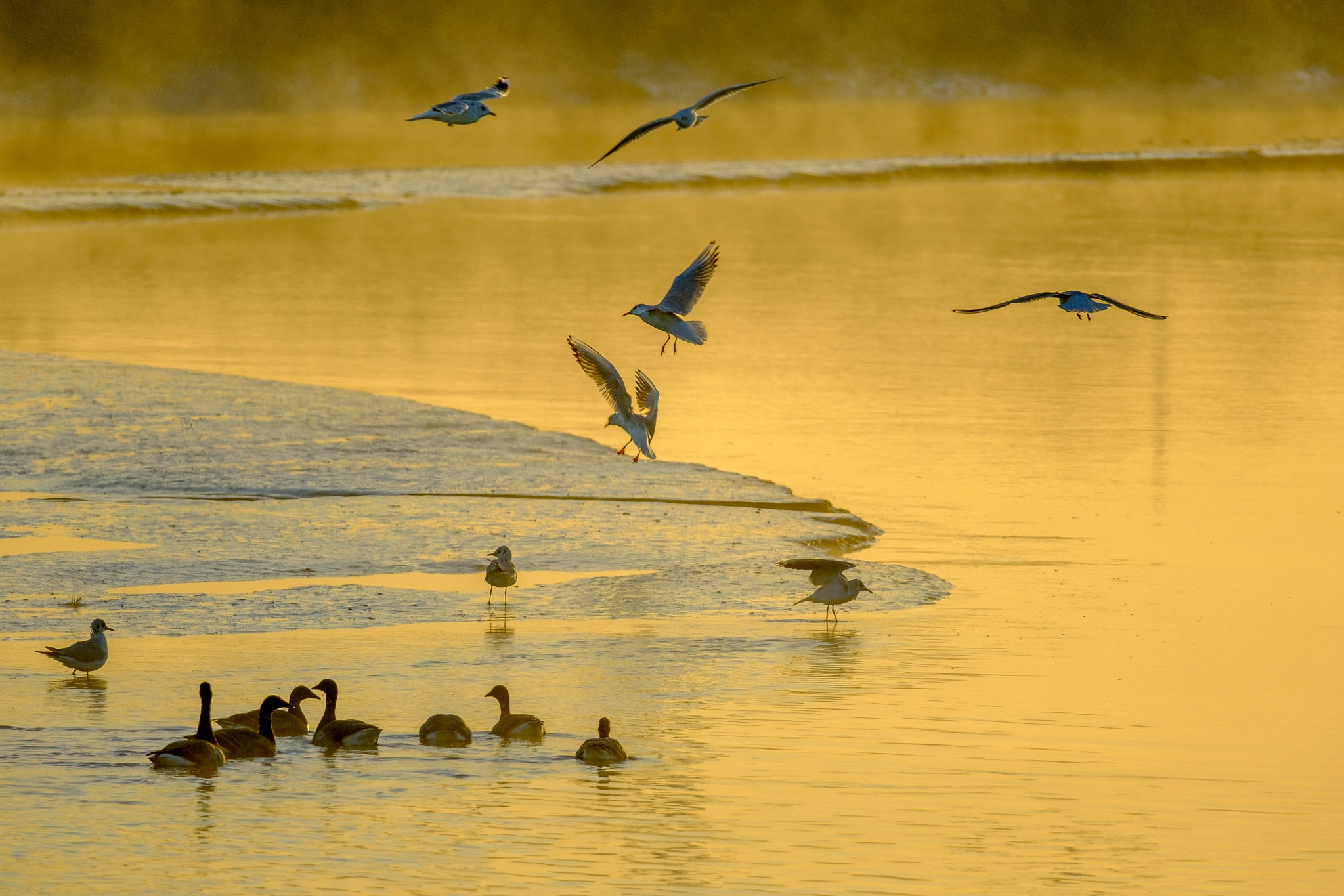 Comptage ornithologique en baie de Saint-Brieuc