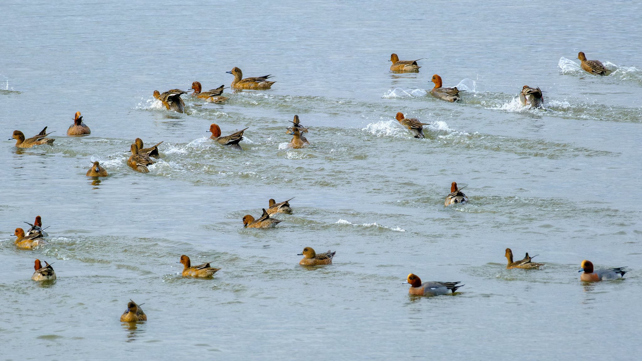 Comptage ornithologique en baie de Saint-Brieuc