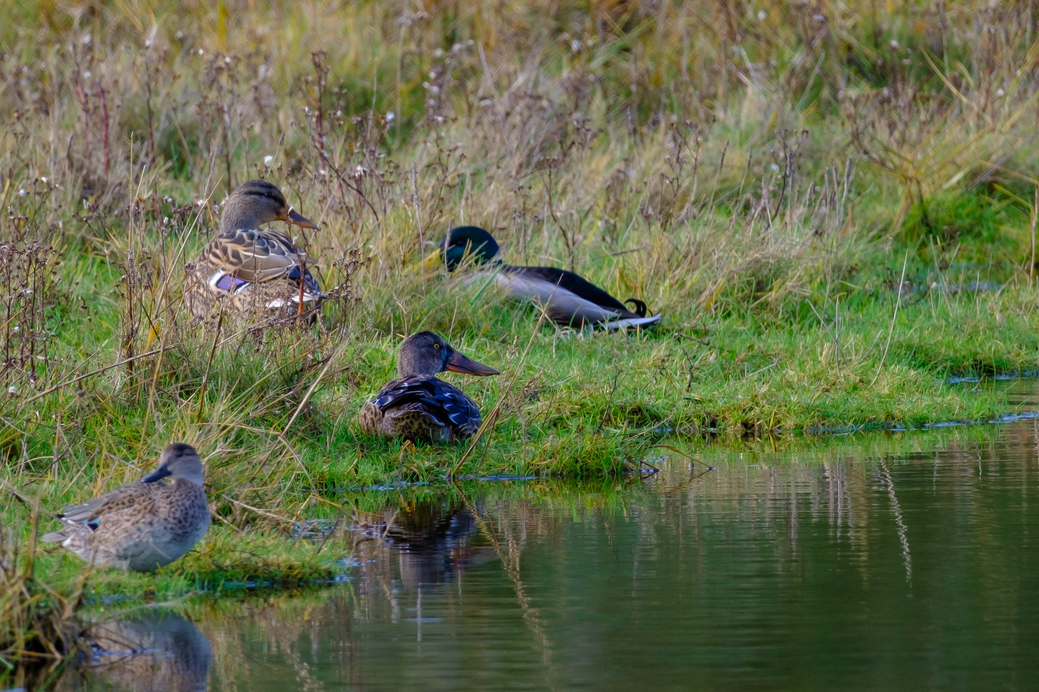 Comptage ornithologique en baie de Saint-Brieuc