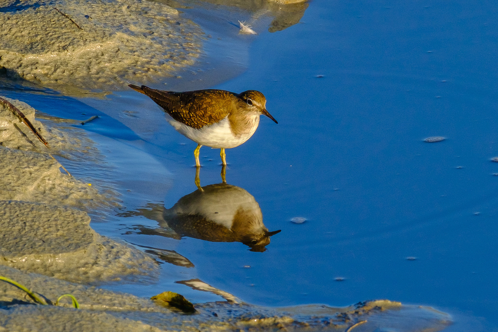 Comptage ornithologique en baie de Saint-Brieuc