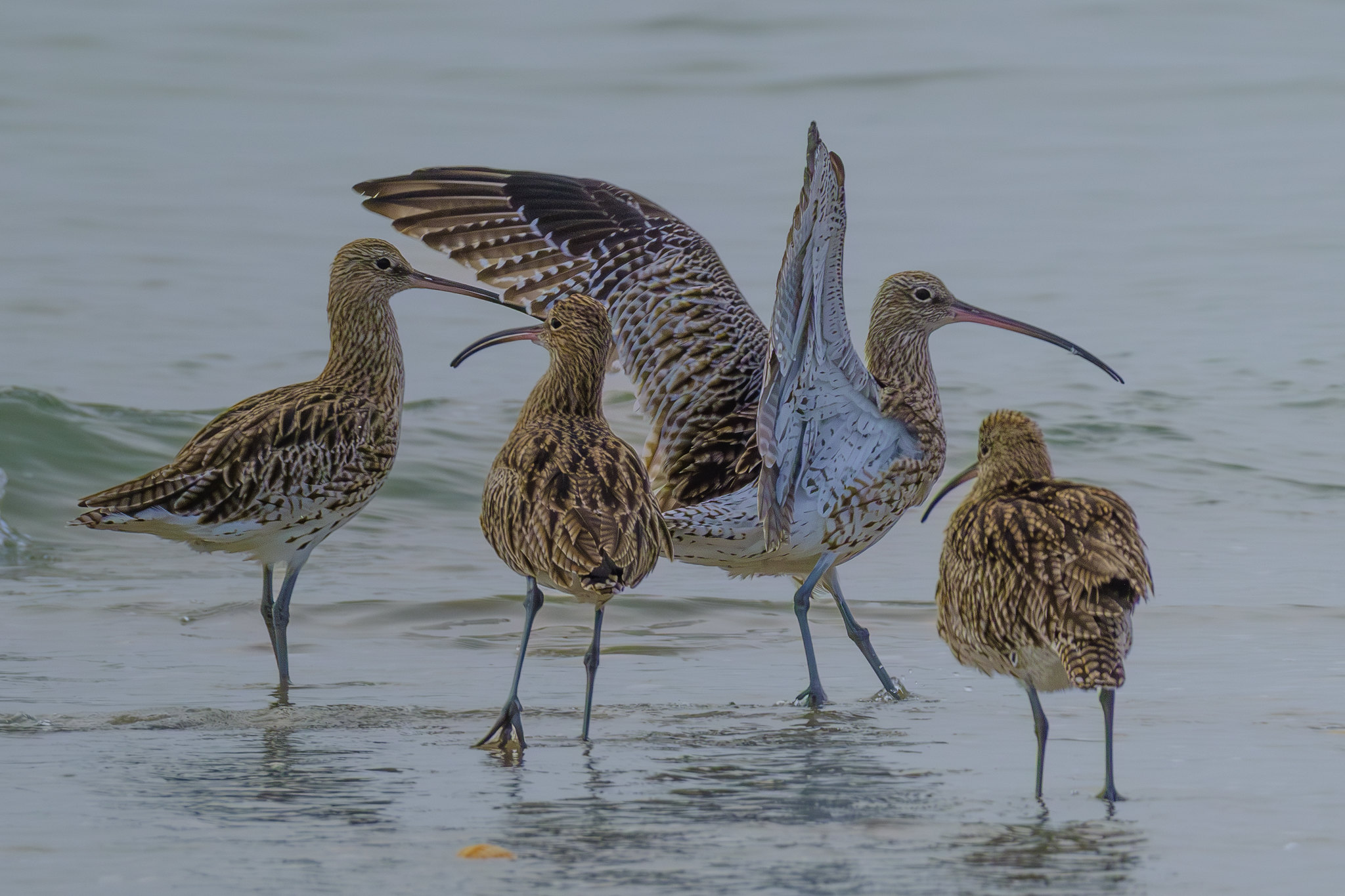 Comptage ornithologique en baie de Saint-Brieuc