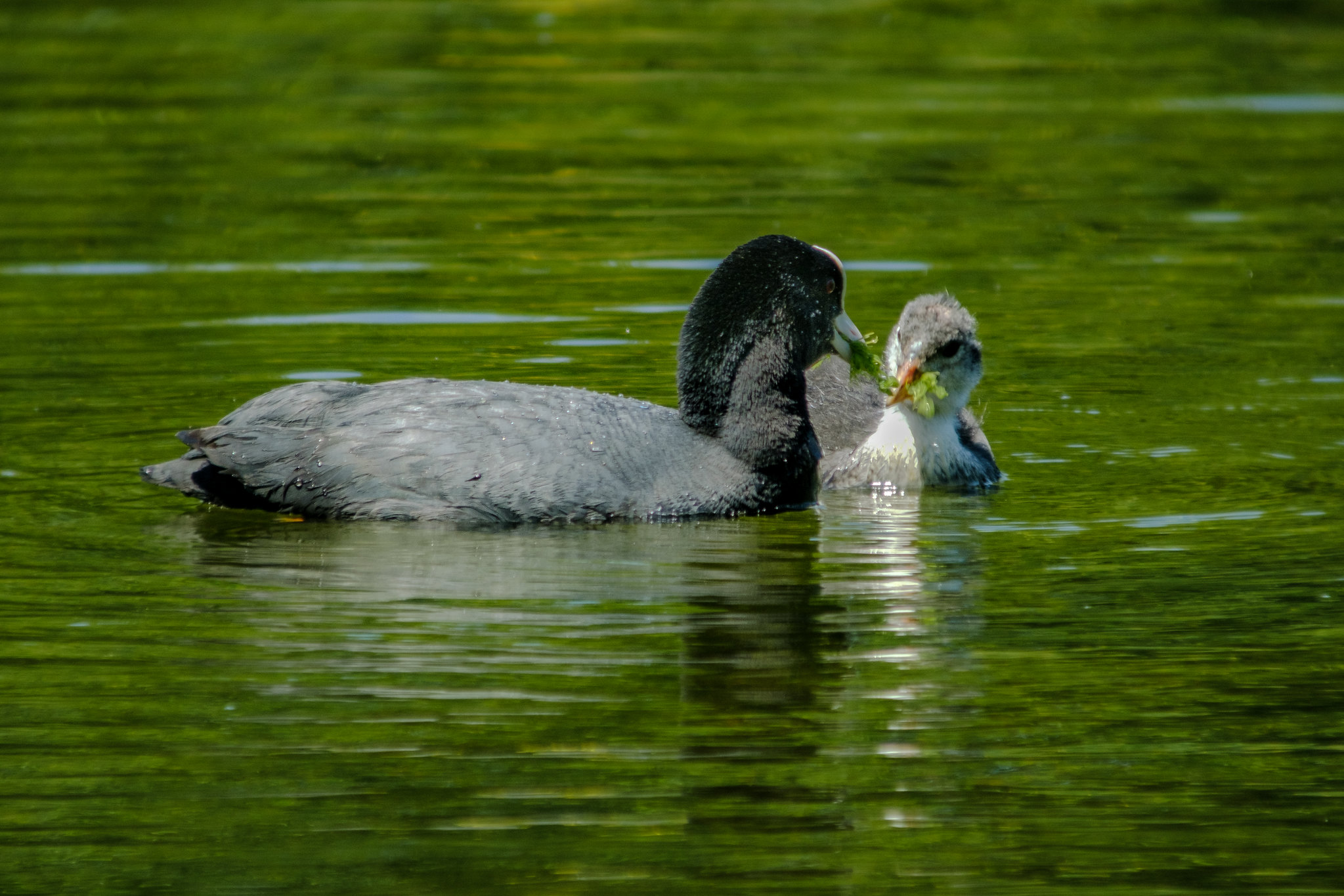 Comptage ornithologique en baie de Saint-Brieuc