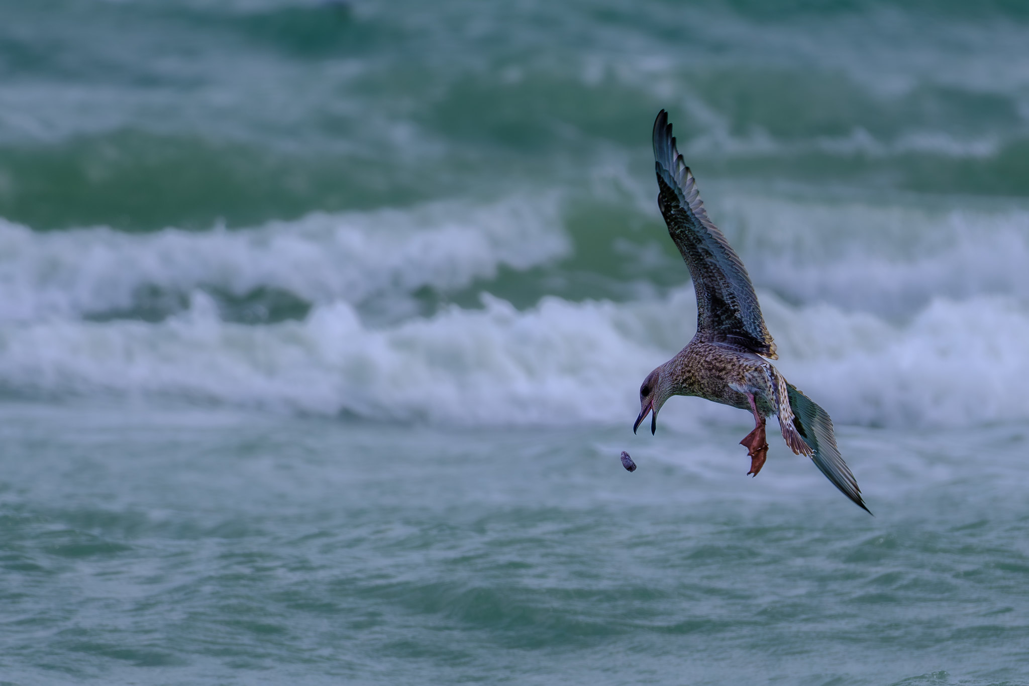 Comptage ornithologique en baie de Saint-Brieuc