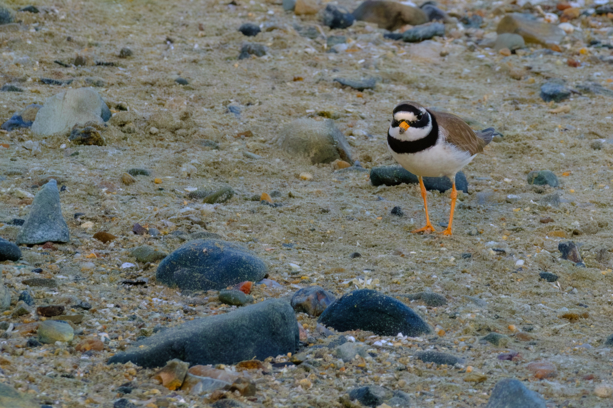 Comptage ornithologique en baie de Saint-Brieuc