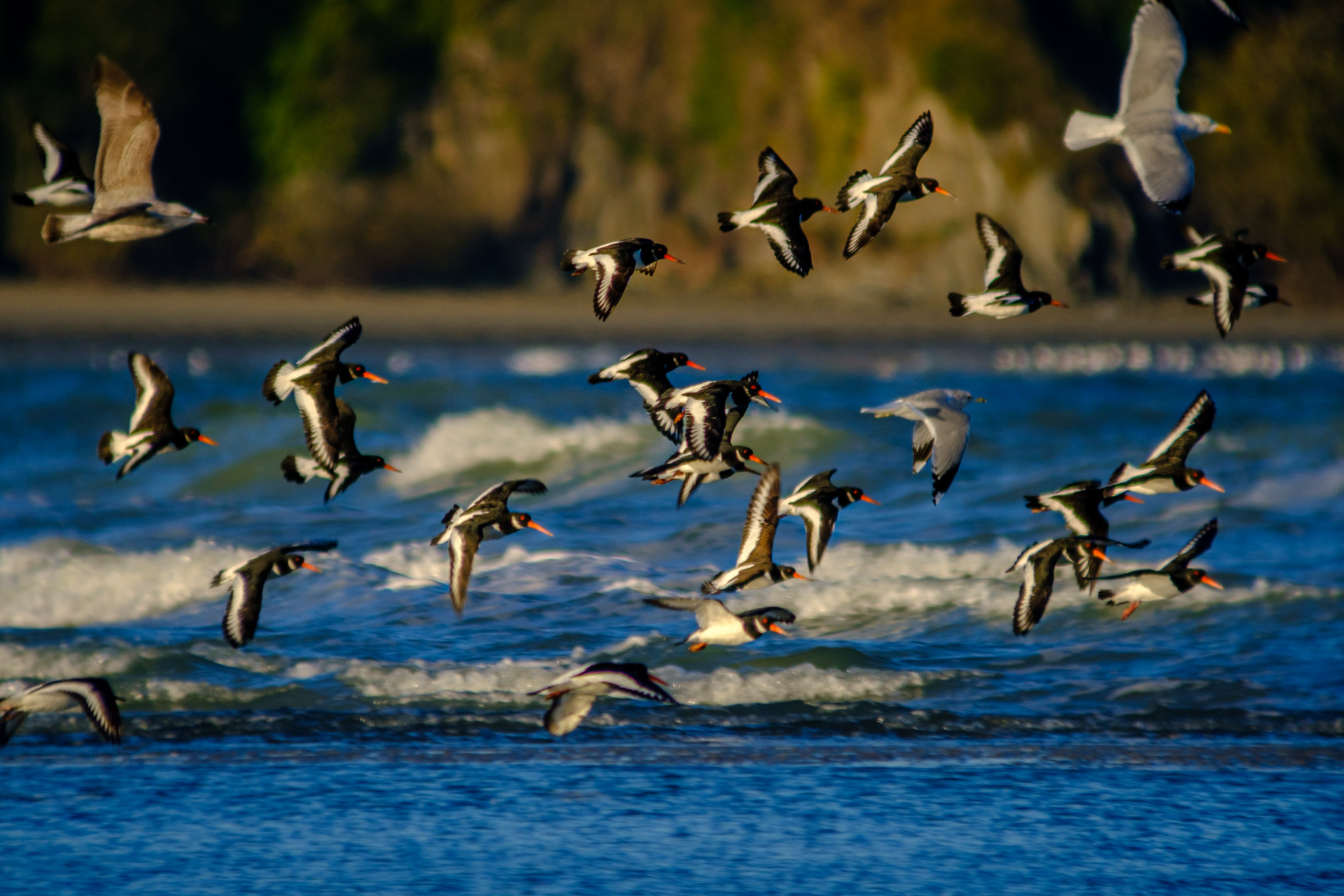 Comptage ornithologique en baie de Saint-Brieuc