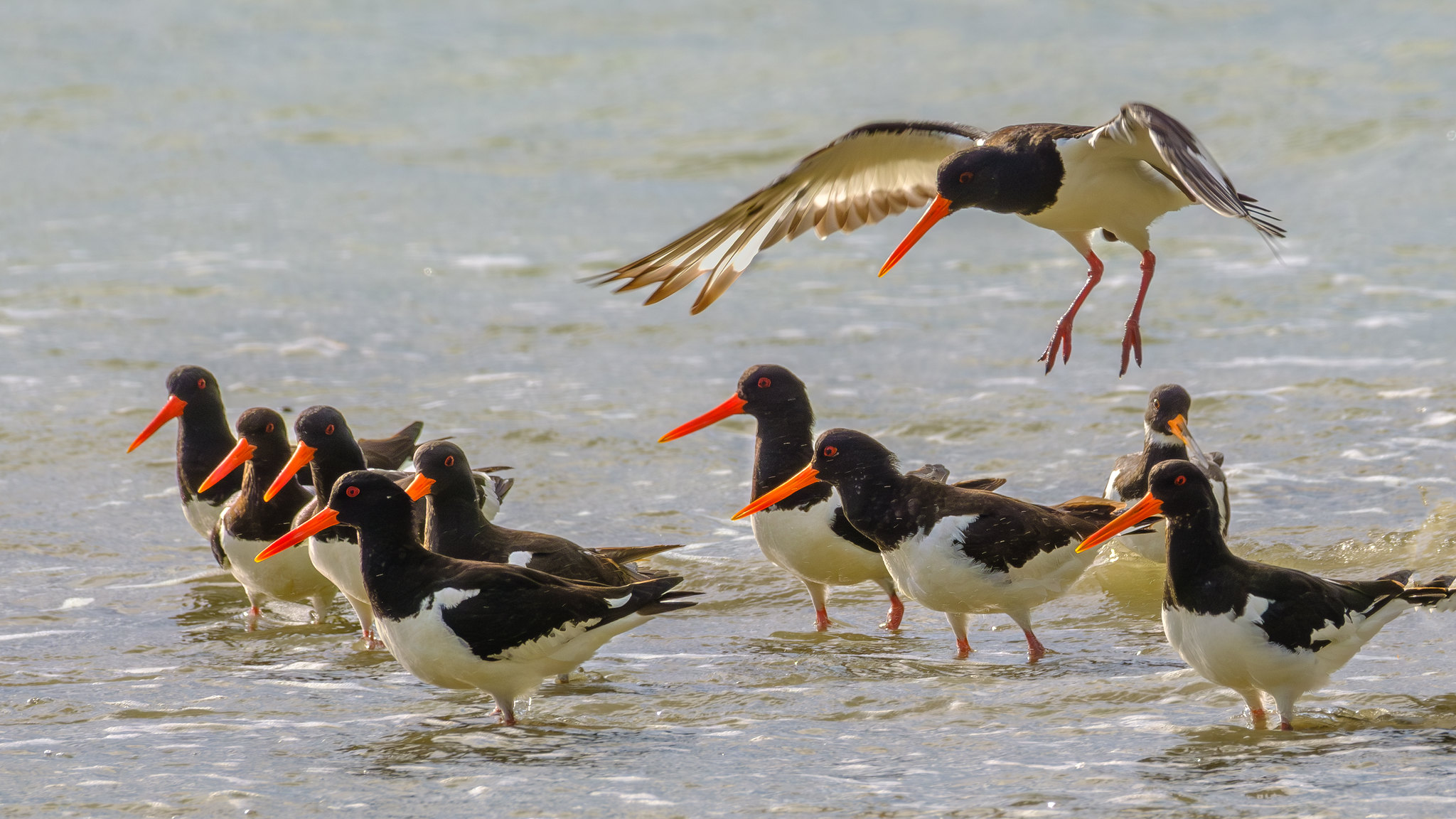 Comptage ornithologique en baie de Saint-Brieuc