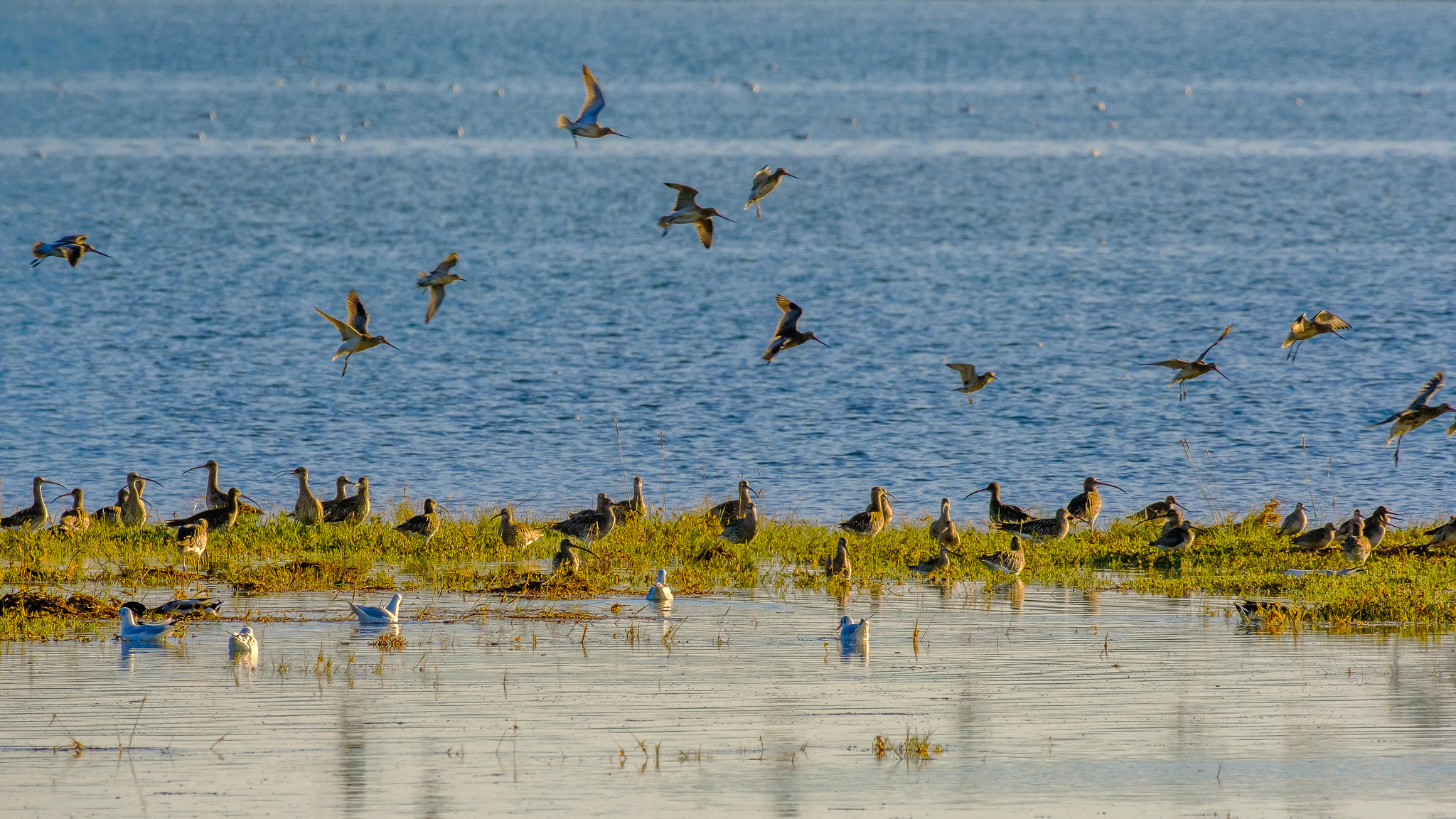 Comptage ornithologique en baie de Saint-Brieuc