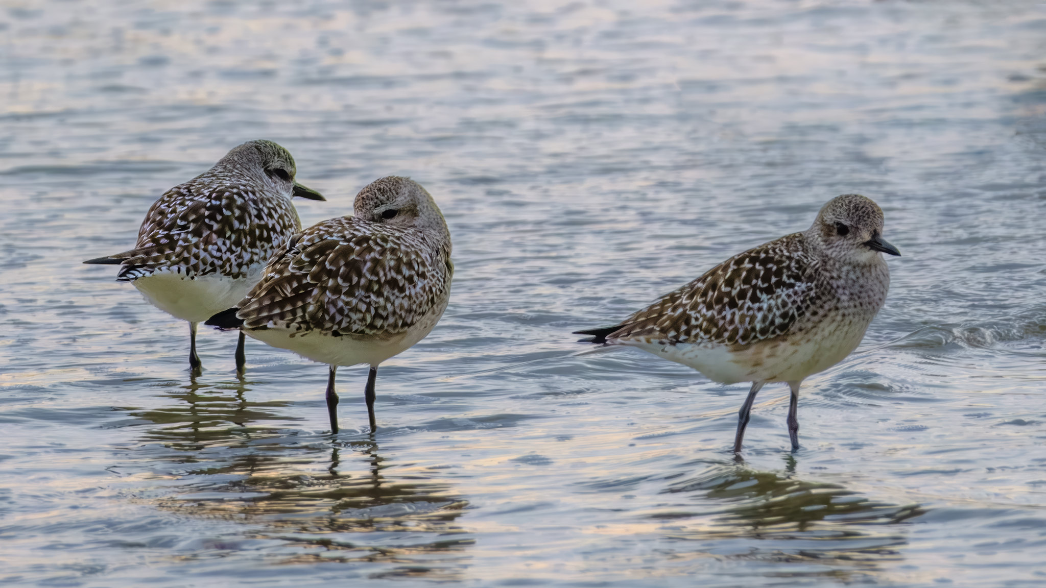 Comptage ornithologique en baie de Saint-Brieuc