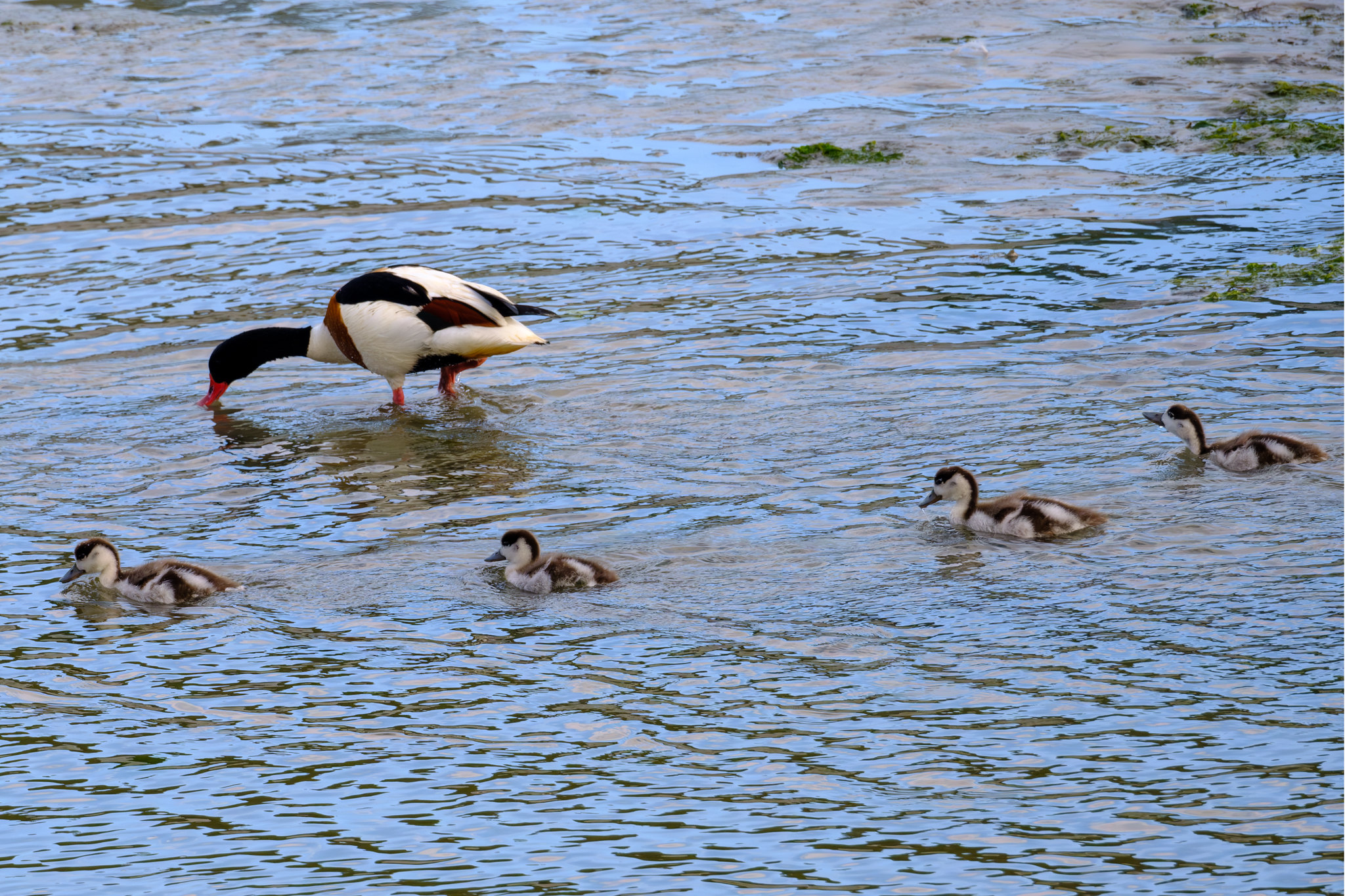 Comptage ornithologique en baie de Saint-Brieuc