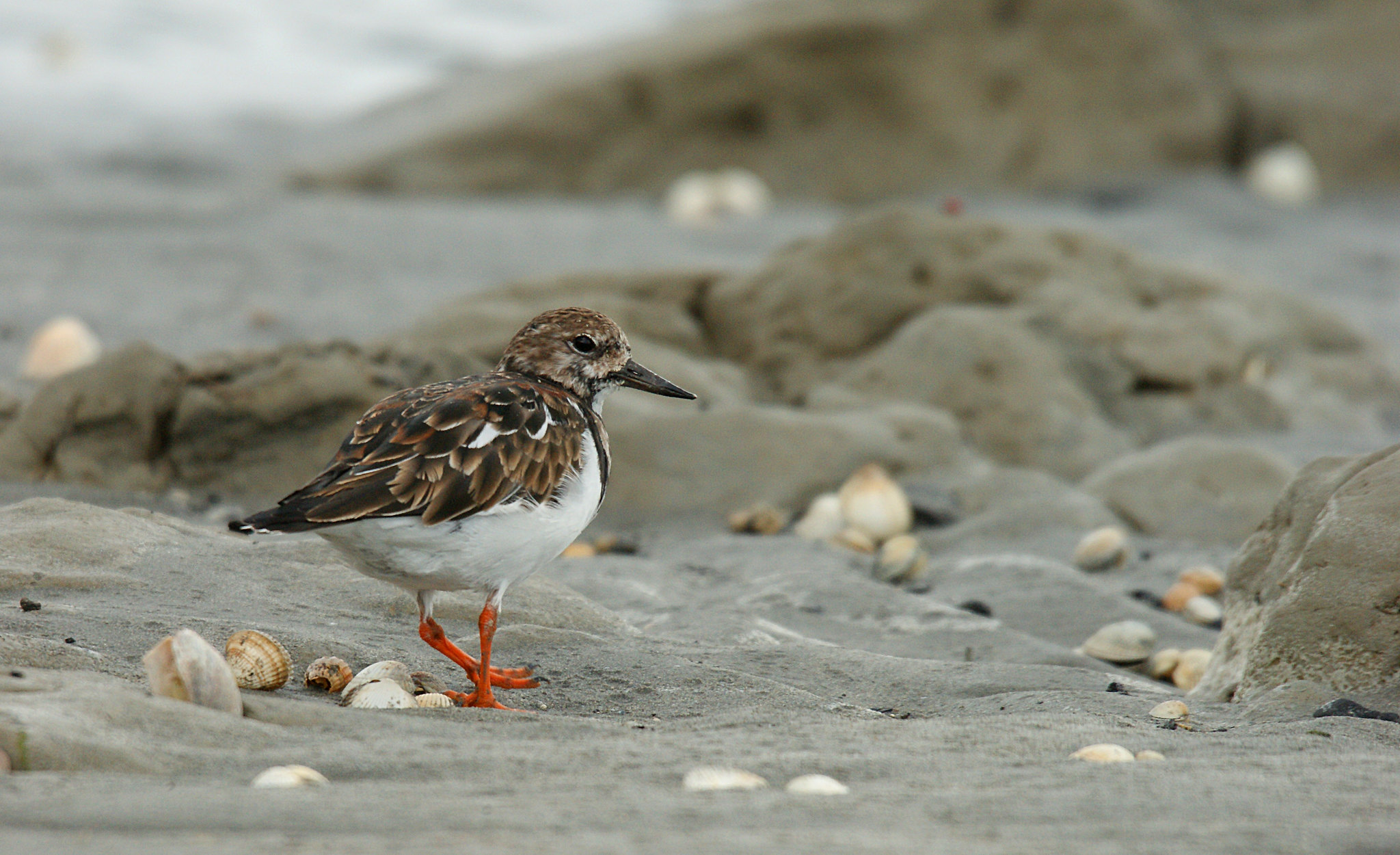 Comptage ornithologique en baie de Saint-Brieuc