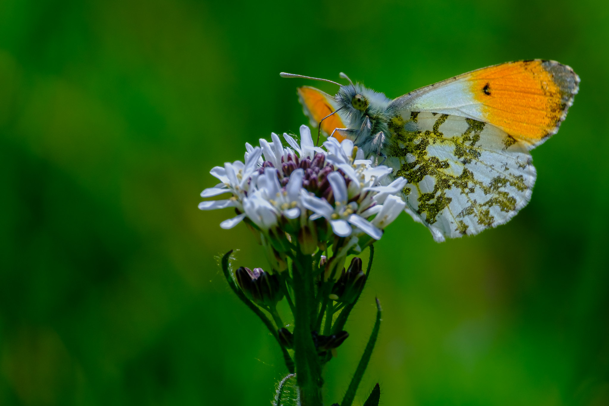 Université de la nature : initiation à la reconnaissance des insectes