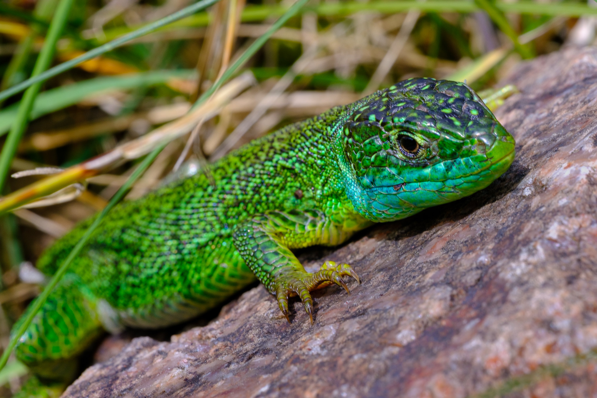 Université de la nature : initiation à la reconnaissance des reptiles