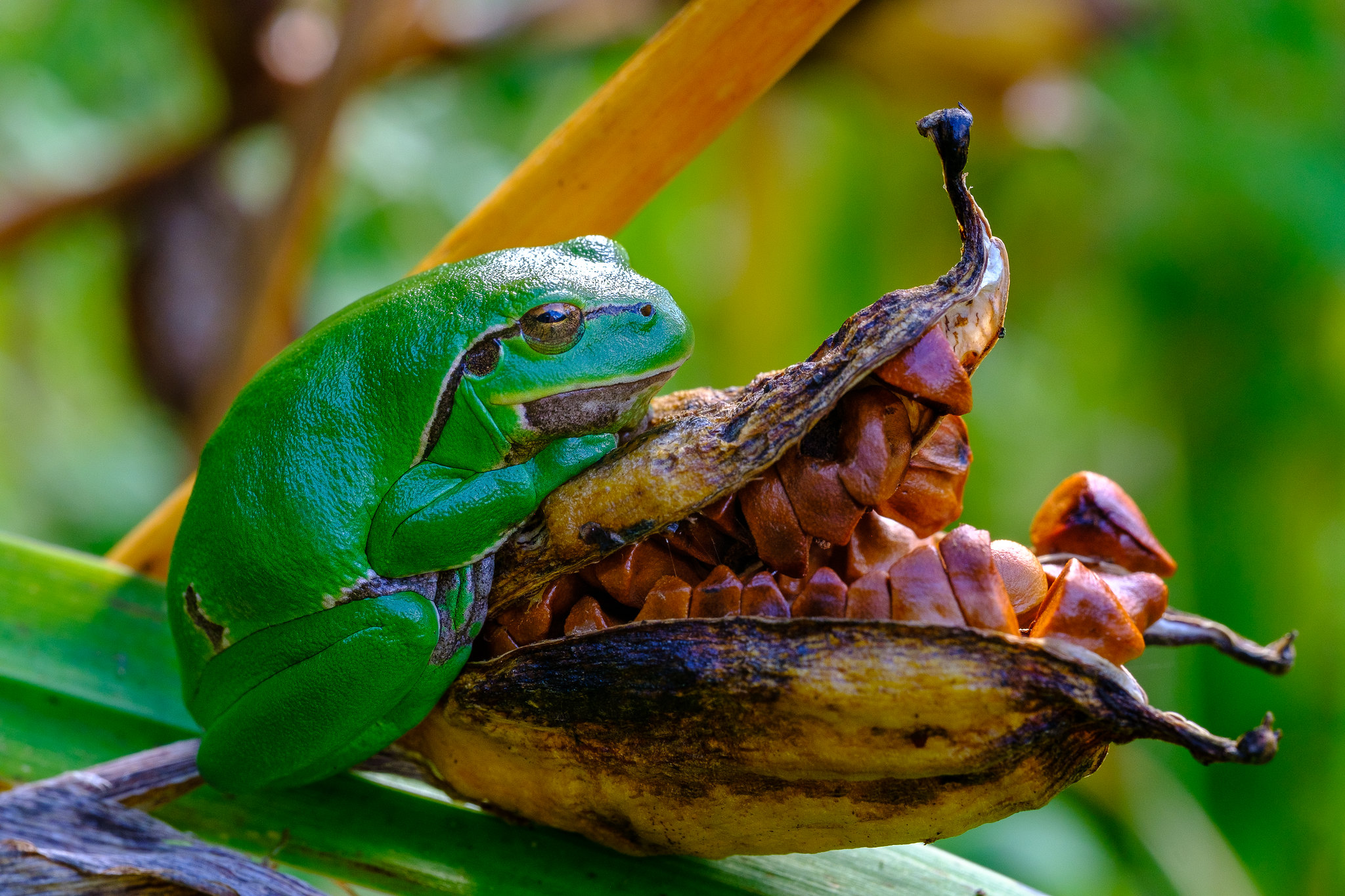 Université de la nature : initiation à la reconnaissance des amphibiens