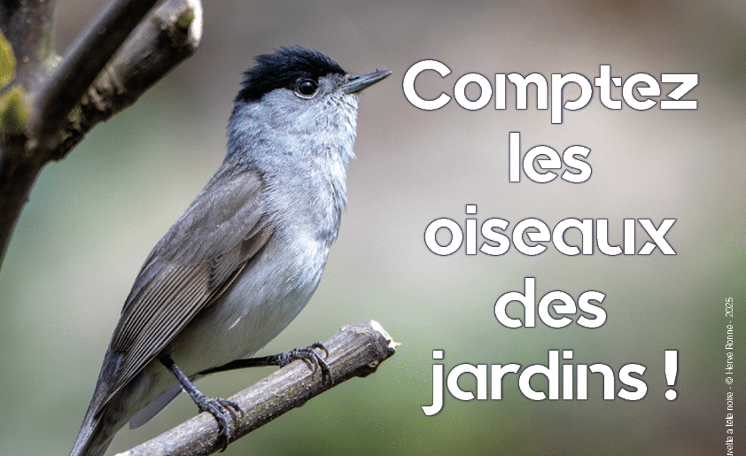 Comptage des oiseaux des jardins 2025