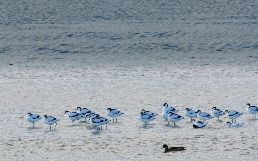 Avocettes en baie de Saint-Brieuc : record battu !