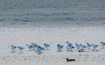 Avocettes en baie de Saint-Brieuc : record battu !