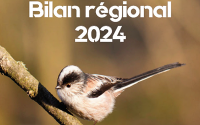 Comptage des oiseaux des jardins 2024 : le bilan