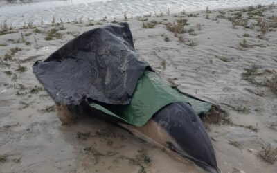 Sauvetage d’un dauphin commun dans la réserve naturelle de la baie de Saint-Brieuc