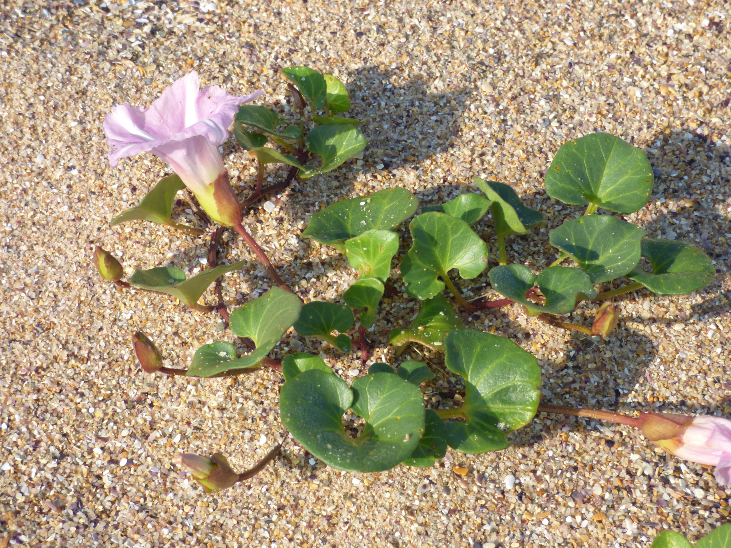 Sortie "A la découverte de la flore du bord de mer"