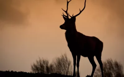 Refusons la chasse anticipée des cerfs et biches en été